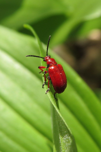 Lilioceris merdigera - hagymabogár Lilioceris merdigera - hagymabogár