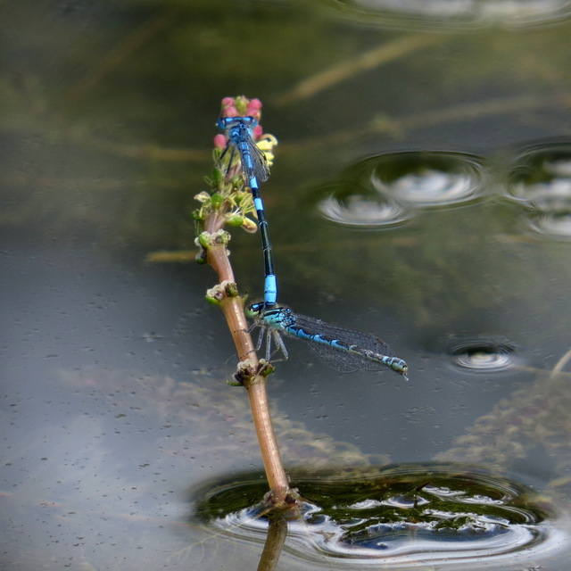 Coenagrion scitulum - mediterrán légivadász
