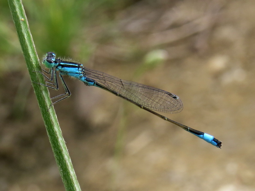 Ischnura elegans pontica - kéköves légivadász