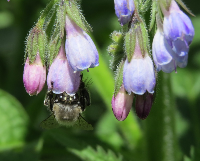 Anthophora plumipes - gyakori bundásméh