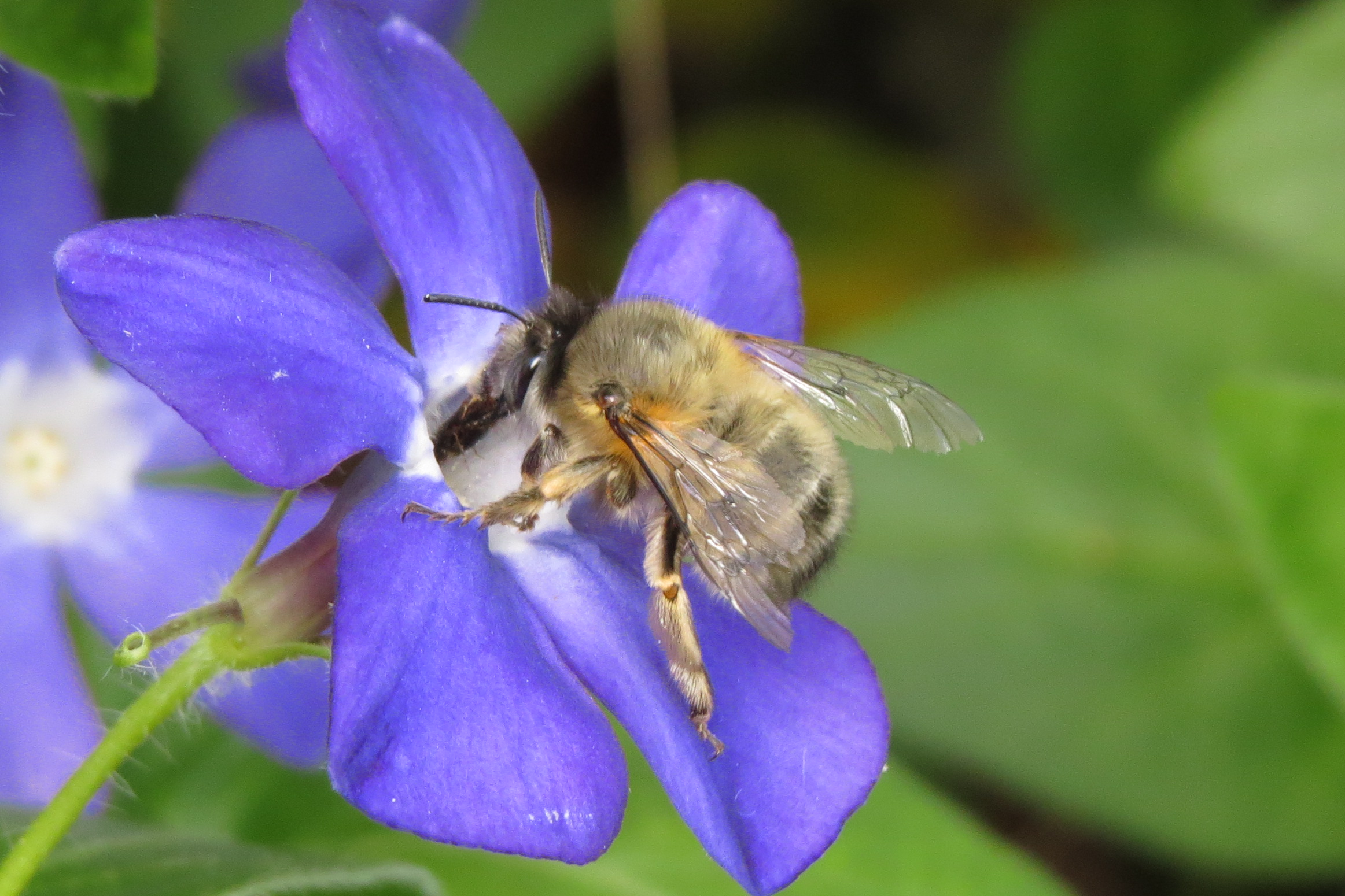 Anthophora plumipes - gyakori bundásméh