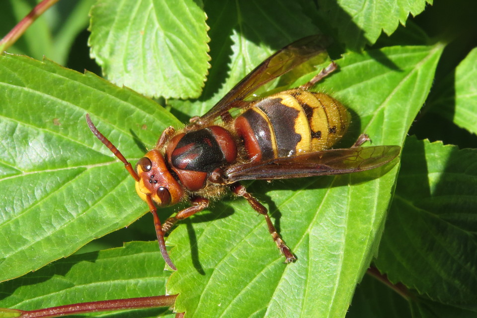 Vespa crabro - lódarázs
