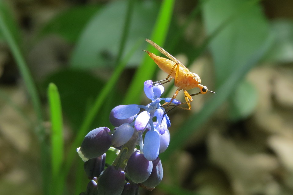 Empis digramma