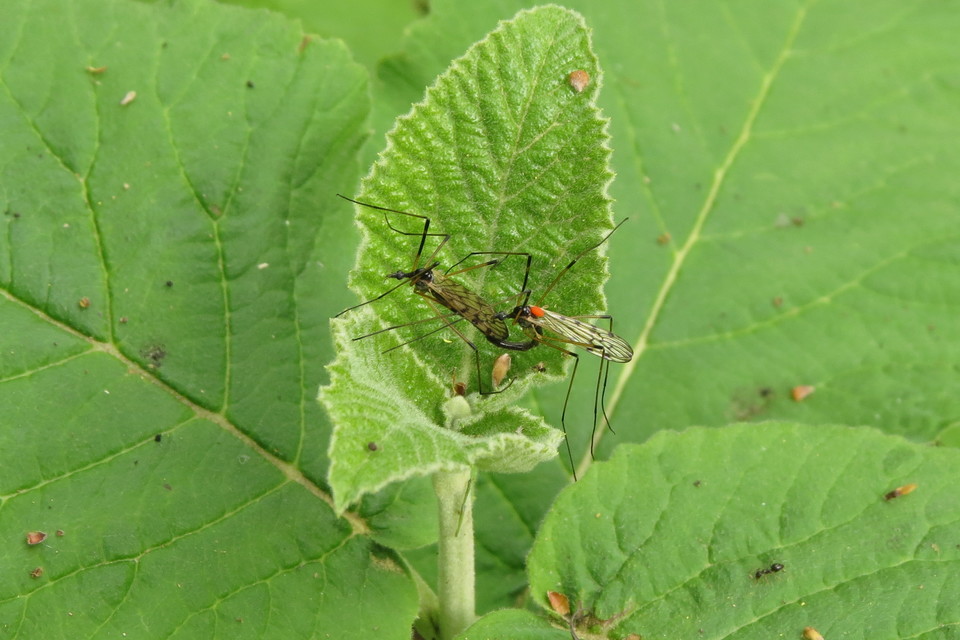 Limonia pannonica - pannon iszapszúnyog
