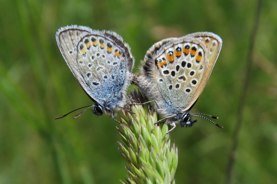 Plebejus argus - ezüstös boglárka