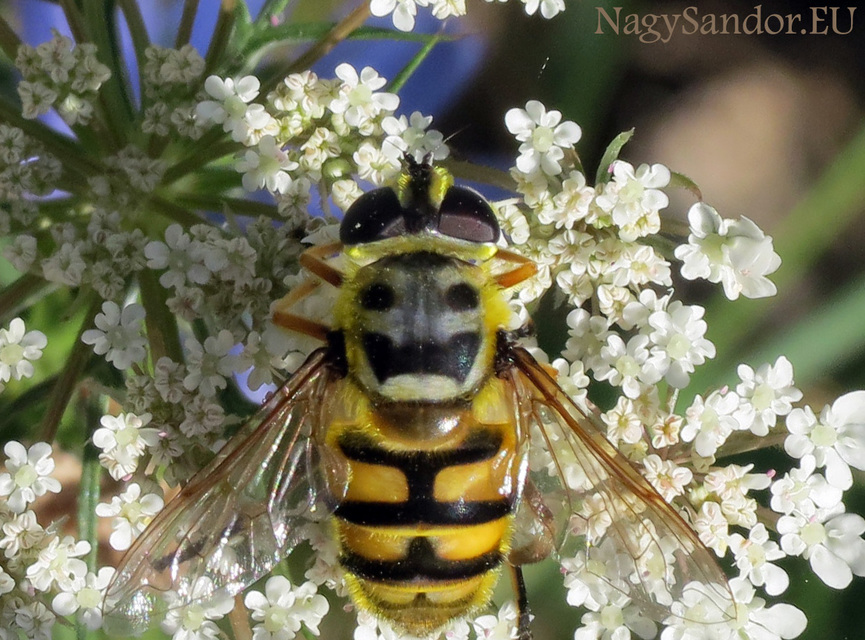Myathropa florea - halálfejes odúlégy