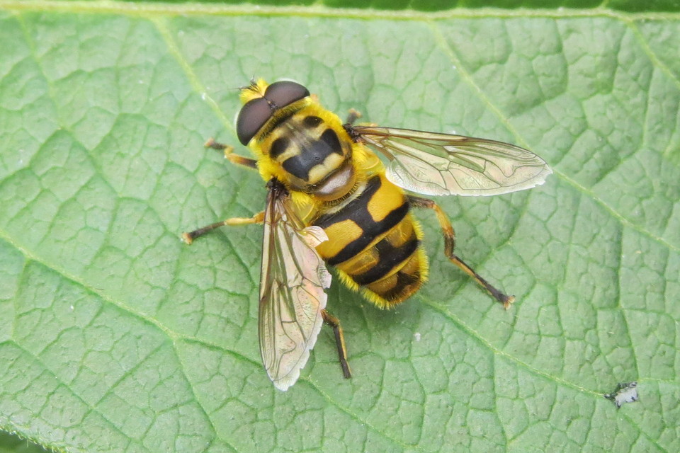 Myathropa florea - halálfejes odúlégy