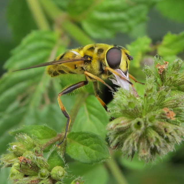 Myathropa florea - halálfejes odúlégy