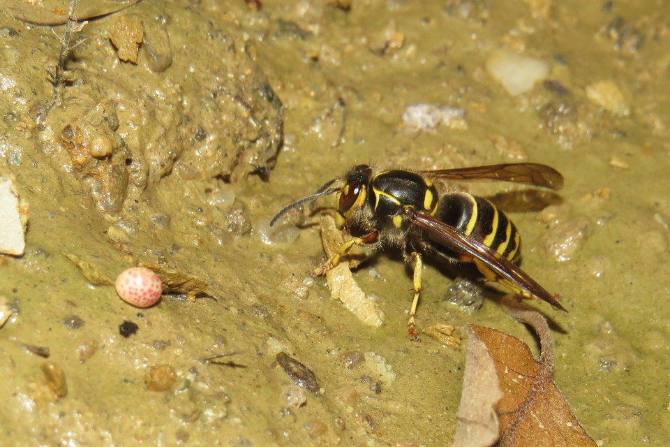 Dolichovespula media - szögletesfejű darázs