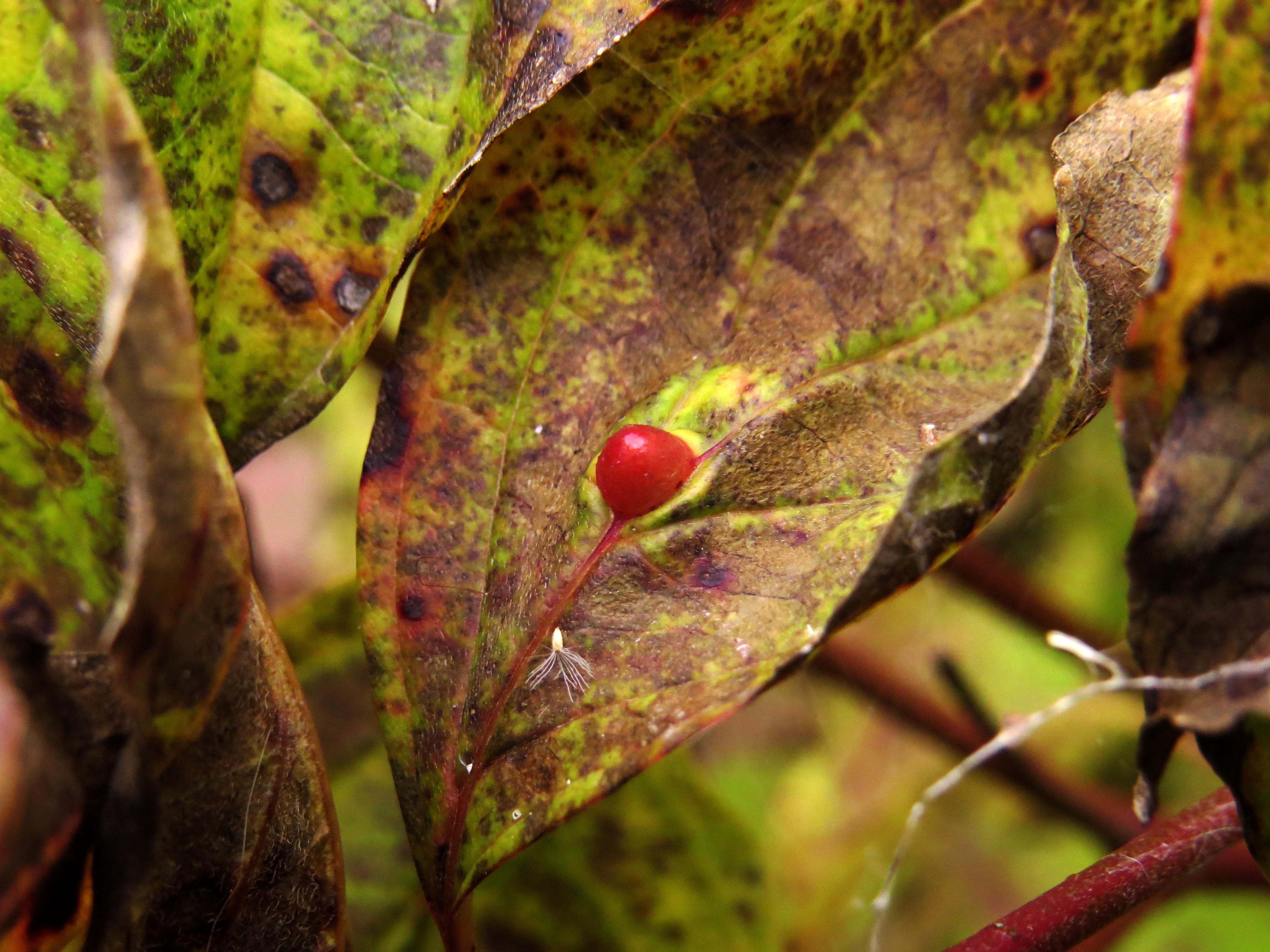 Craneiobia corni