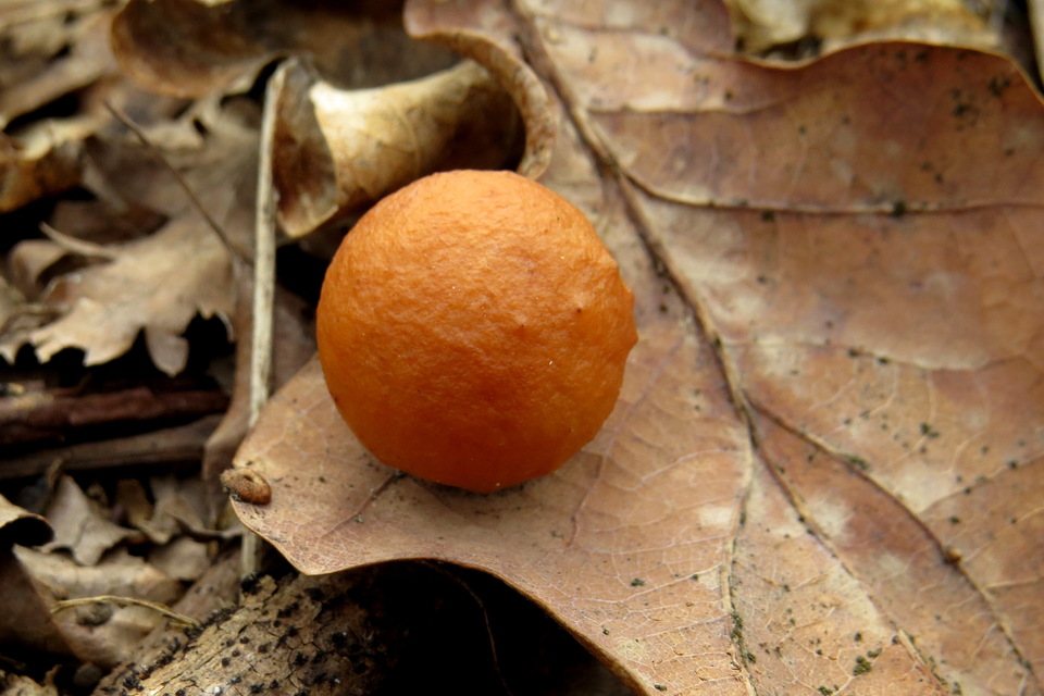 Cynips quercusfolii - golyógubacsdarázs