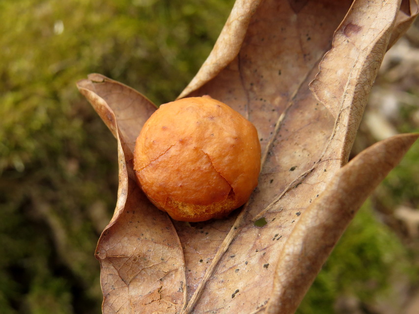 Cynips quercusfolii - golyógubacsdarázs