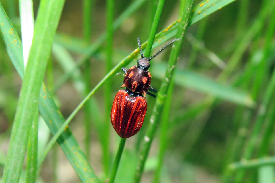 Anostirus purpureus - tűzvörös pattanó