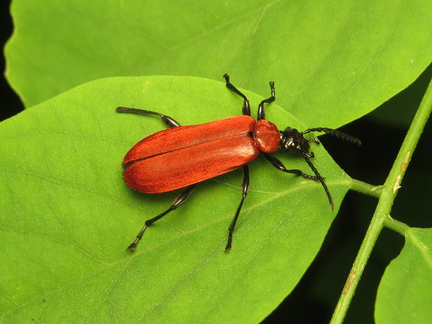 Pyrochroa coccinea - nagy bíborbogár