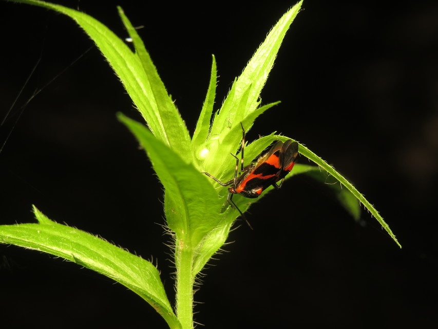 Deraeocoris trifasciatus - nagy mezeipoloska
