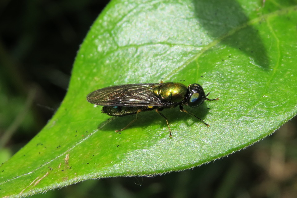 Chloromyia speciosa