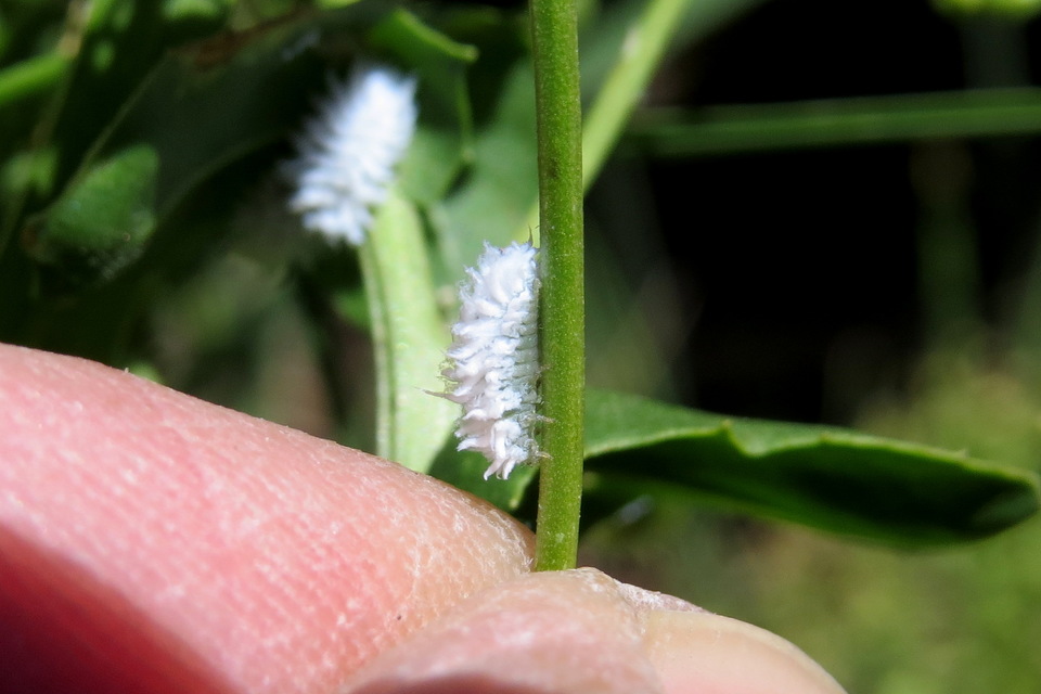 Cryptolaemus montrouzieri
