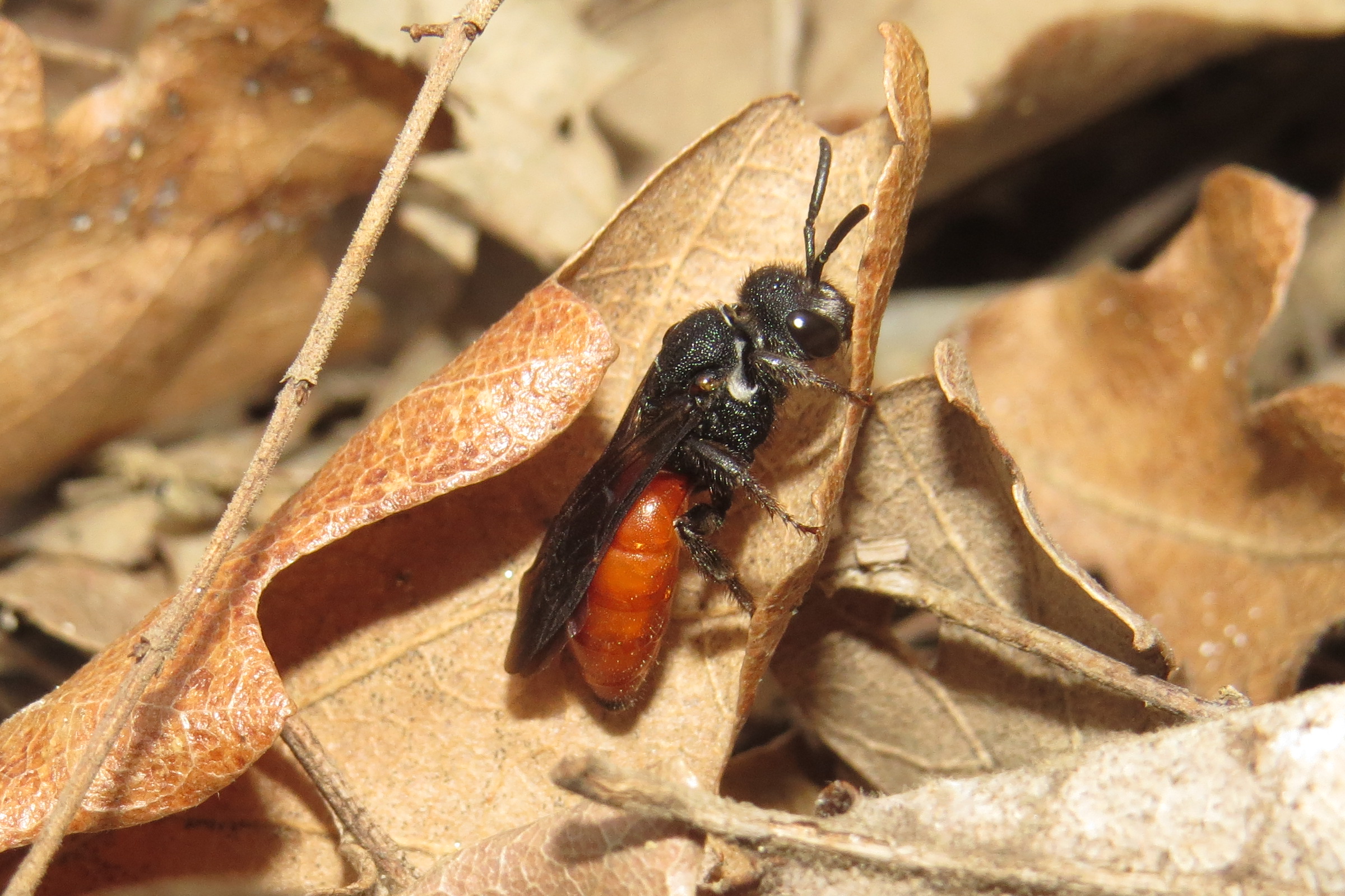 Sphecodes albilabris - nagy piroshasúméh