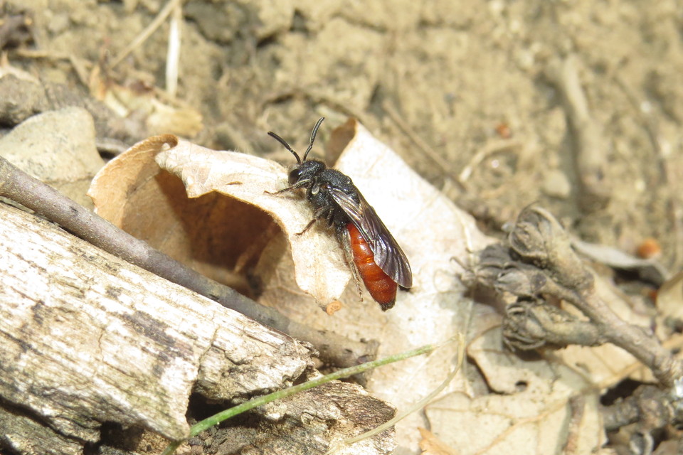 Sphecodes albilabris - nagy piroshasúméh