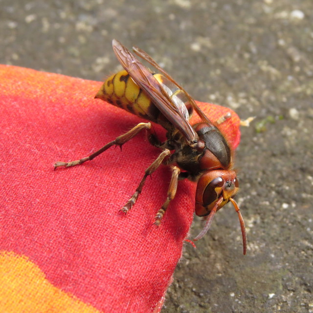Vespa crabro - lódarázs