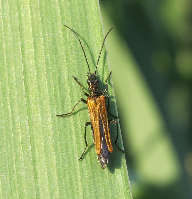 Oedemera femorata - sárgahátú álcincér
