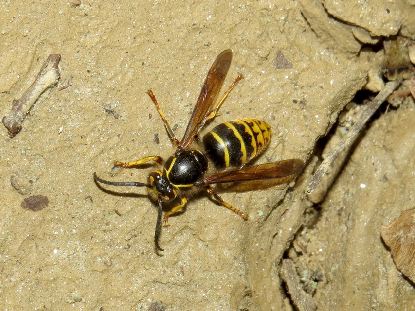 Dolichovespula media - szögletesfejű darázs