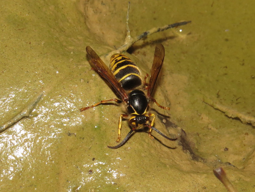Dolichovespula media - szögletesfejű darázs