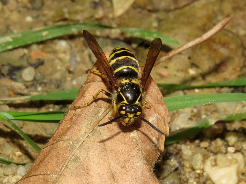 Dolichovespula media - szögletesfejű darázs