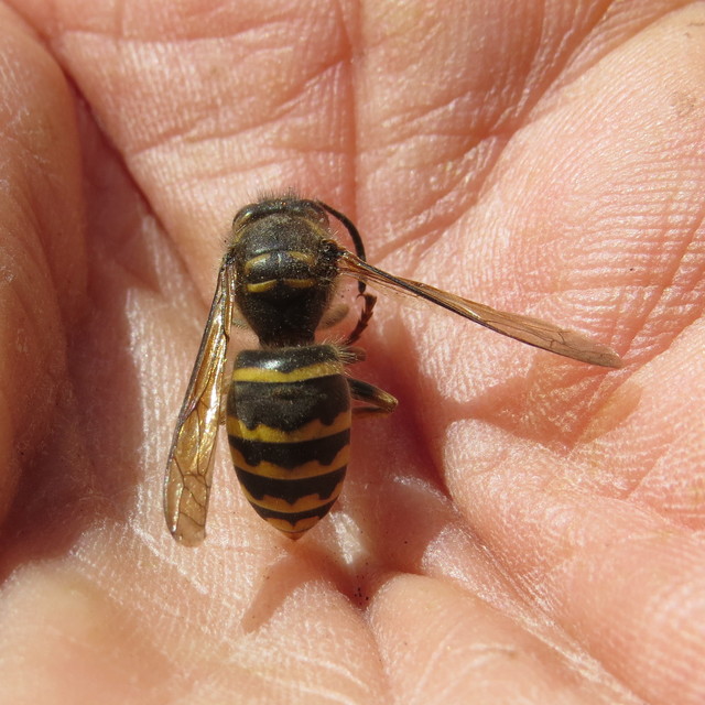 Dolichovespula media - szögletesfejű darázs
