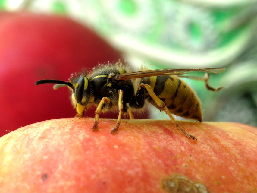 Vespula vulgaris - kecskedarázs