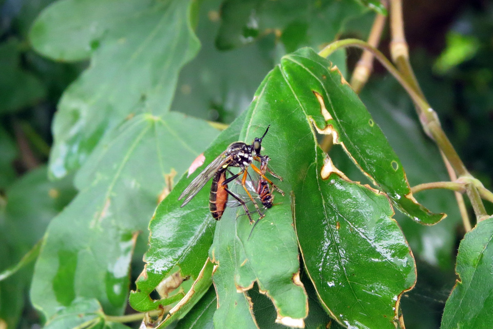 Dioctria rufipes