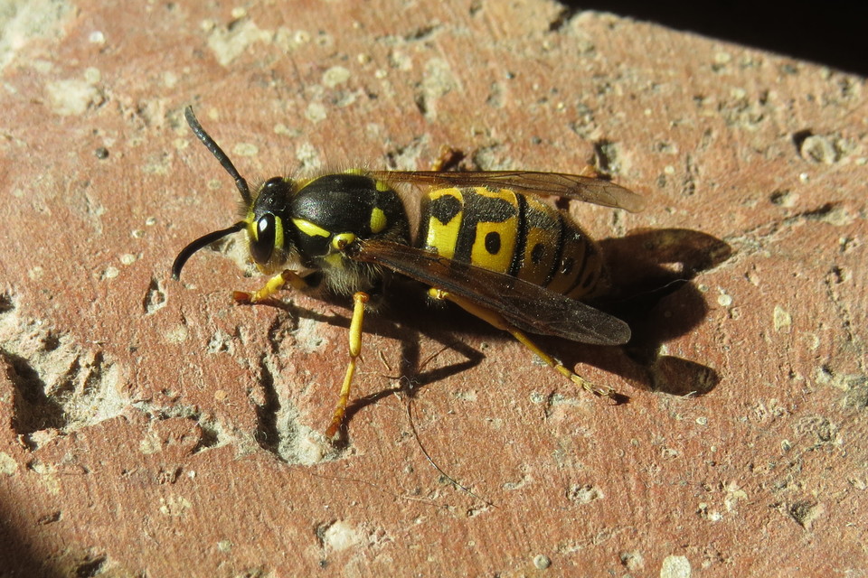 Vespula germanica - német darázs