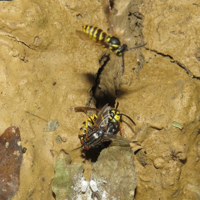Vespula germanica - német darázs