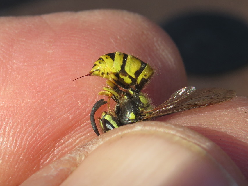 Vespula vulgaris - kecskedarázs