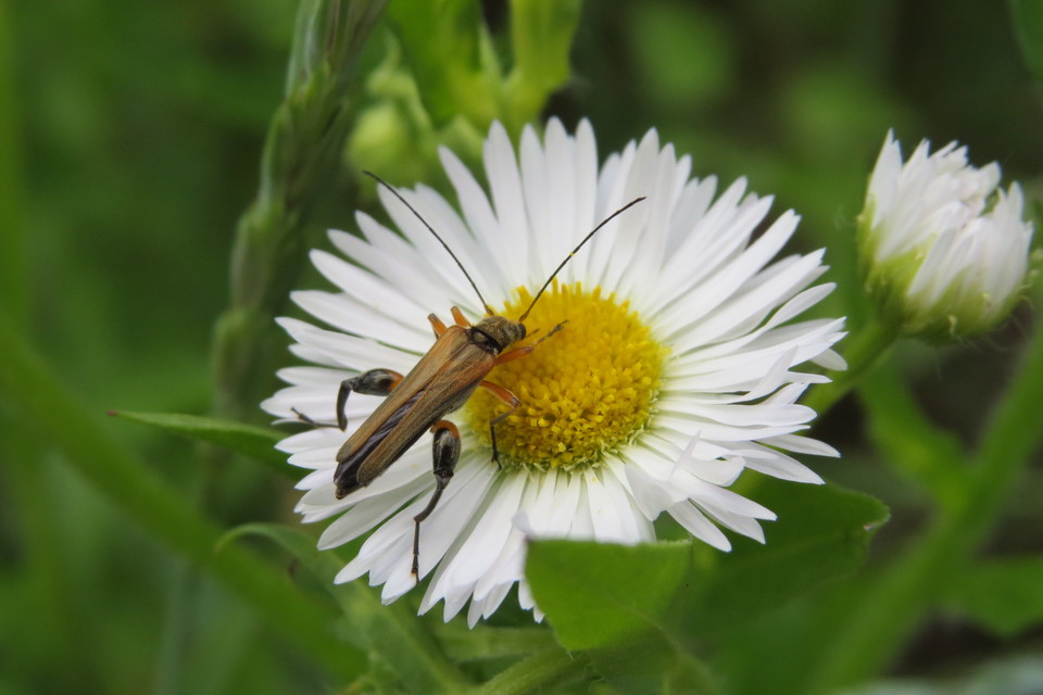 Oedemera podagrariae - székfű-álcincér