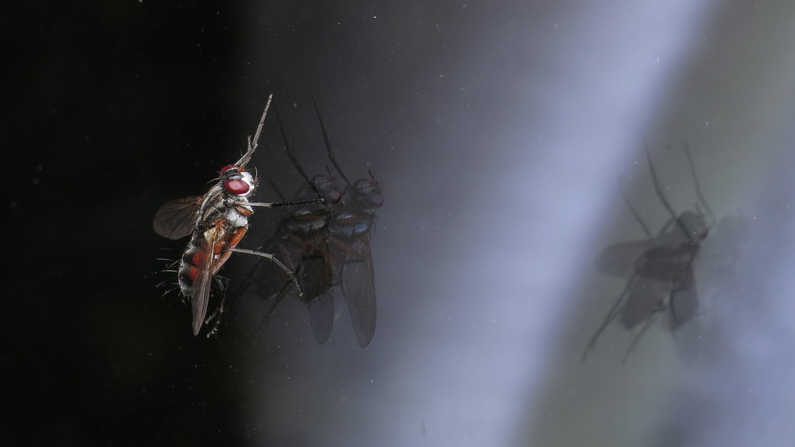 Tachinidae - fürkészlegyek