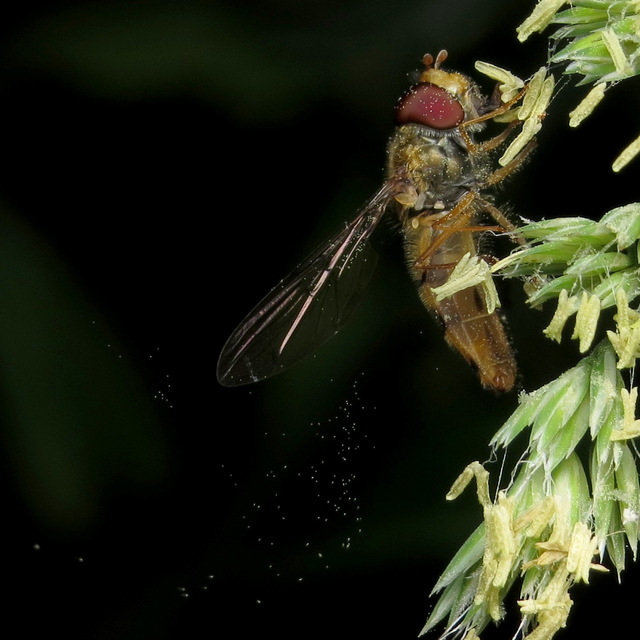 Episyrphus balteatus - ékfoltos zengőlégy
