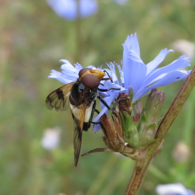 Volucella pellucens - üvegpotrohú pihelégy