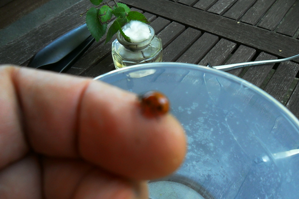 Dinocampus coccinellae - katica-gyilkosfürkész