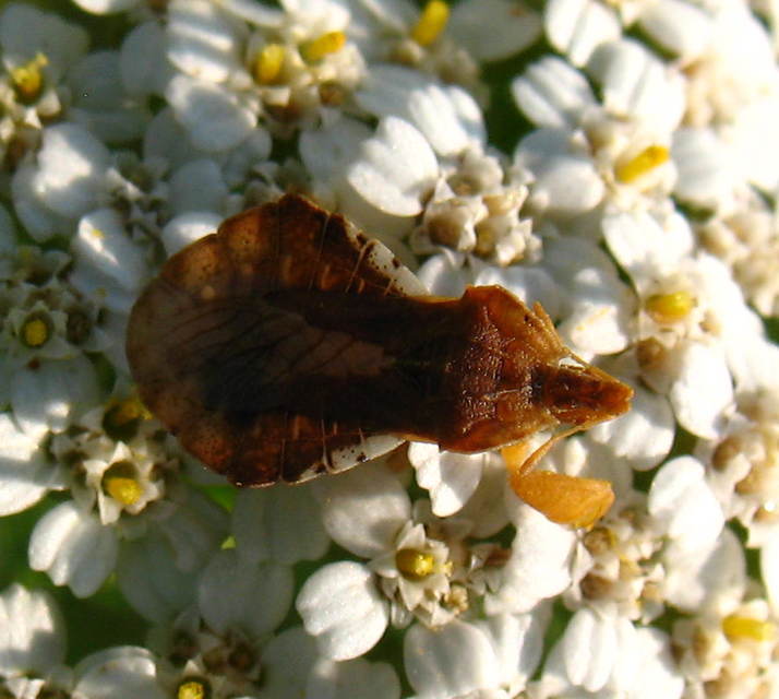 Phymata crassipes - fogólábú poloska
