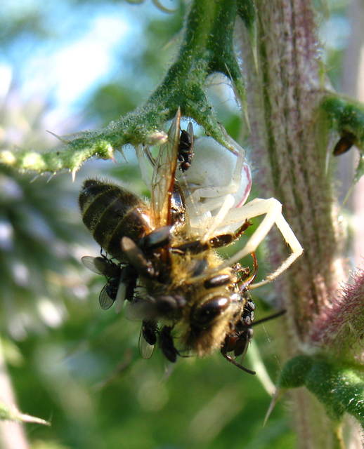 Misumena vatia - viráglakó karolópók
