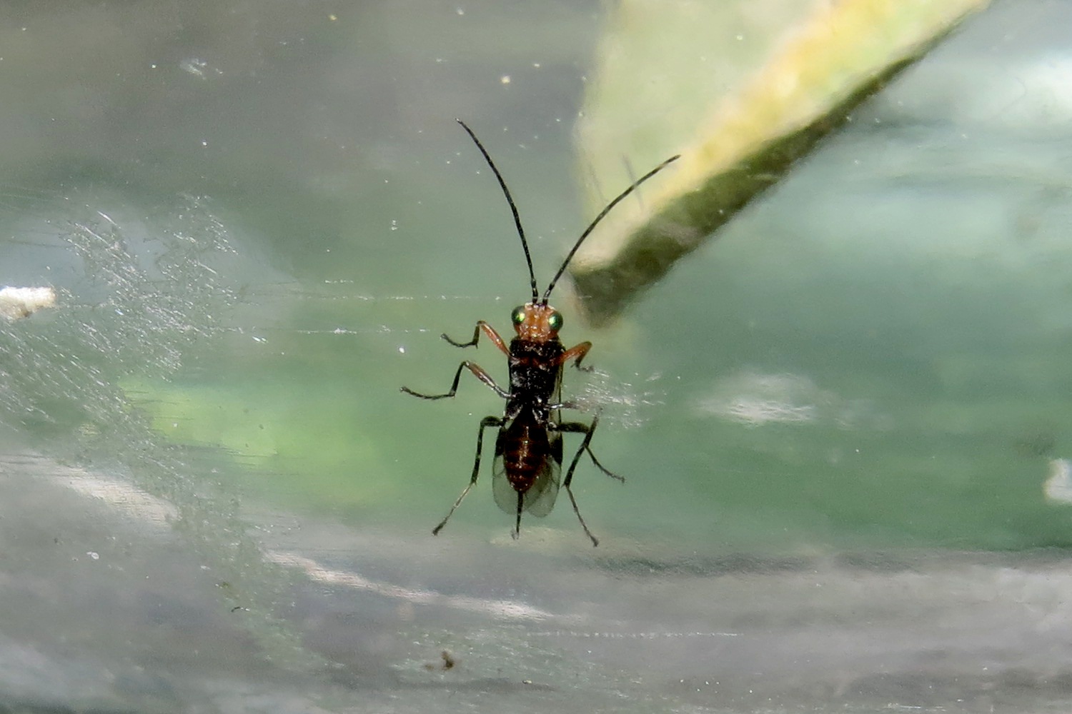 Dinocampus coccinellae - katica-gyilkosfürkész