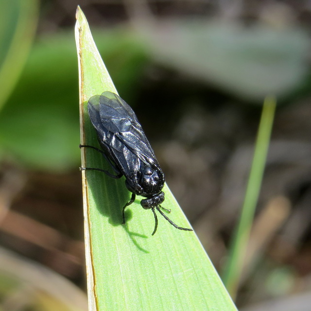 Rhadinoceraea reitteri - nagy nőszirom-levéldarázs