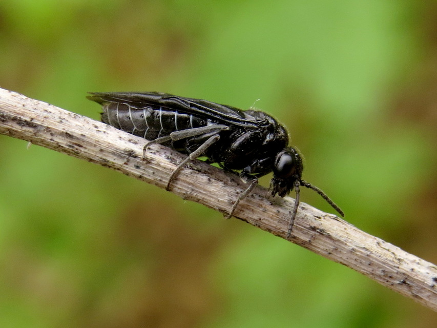 Tenthredinidae - valódi levéldarazsak