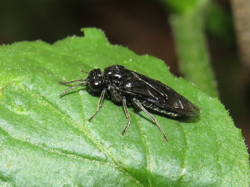 Tenthredinidae - valódi levéldarazsak