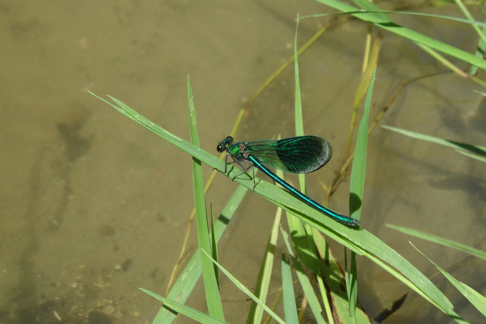 Calopteryx splendens - sávos szitakötő