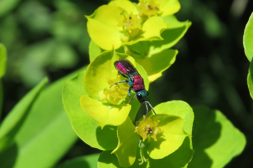 Chrysura dichroa - kétszínű fémdarázs