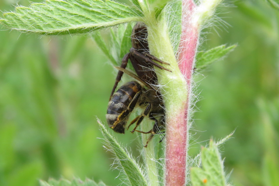 Apis mellifera - háziméh