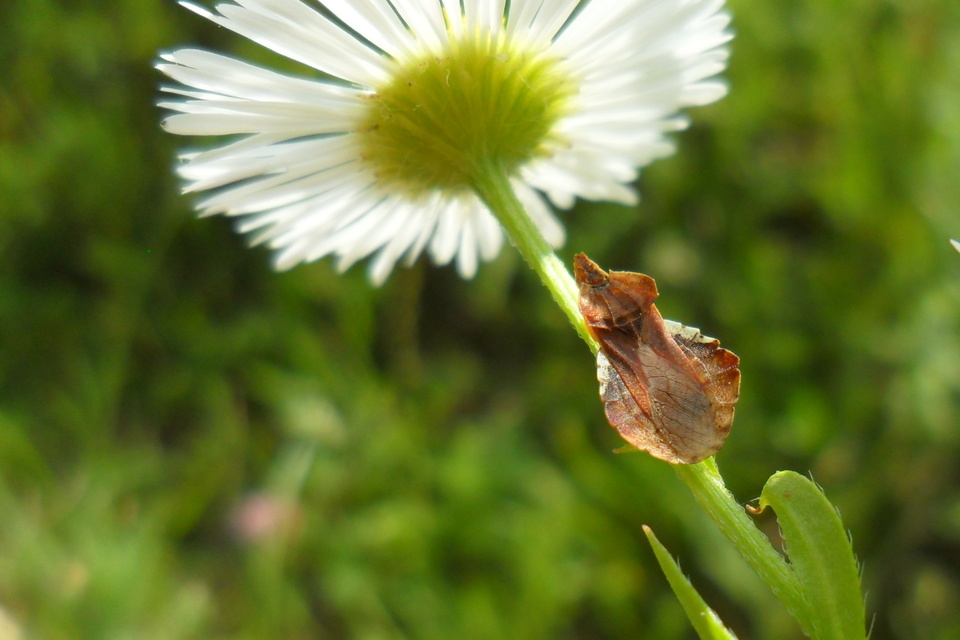 Phymata crassipes - fogólábú poloska