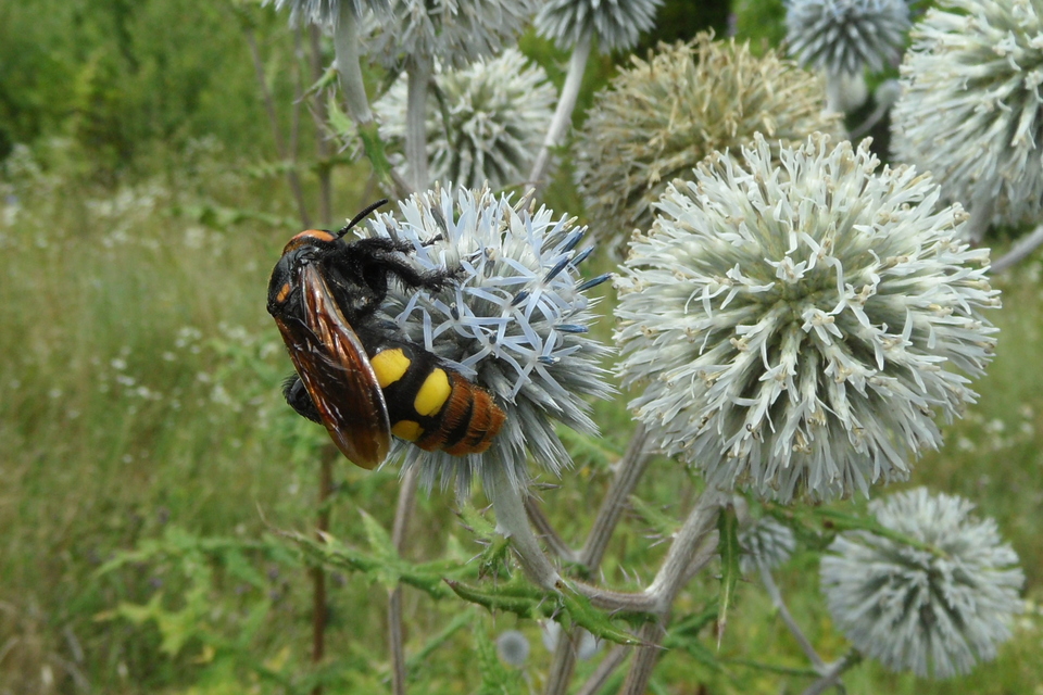 Megascolia maculata - óriás-tőrösdarázs